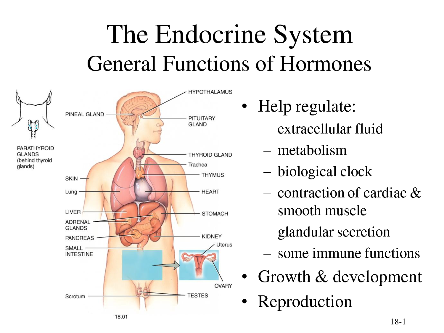 Pineal Gland the God Organ Exemplore